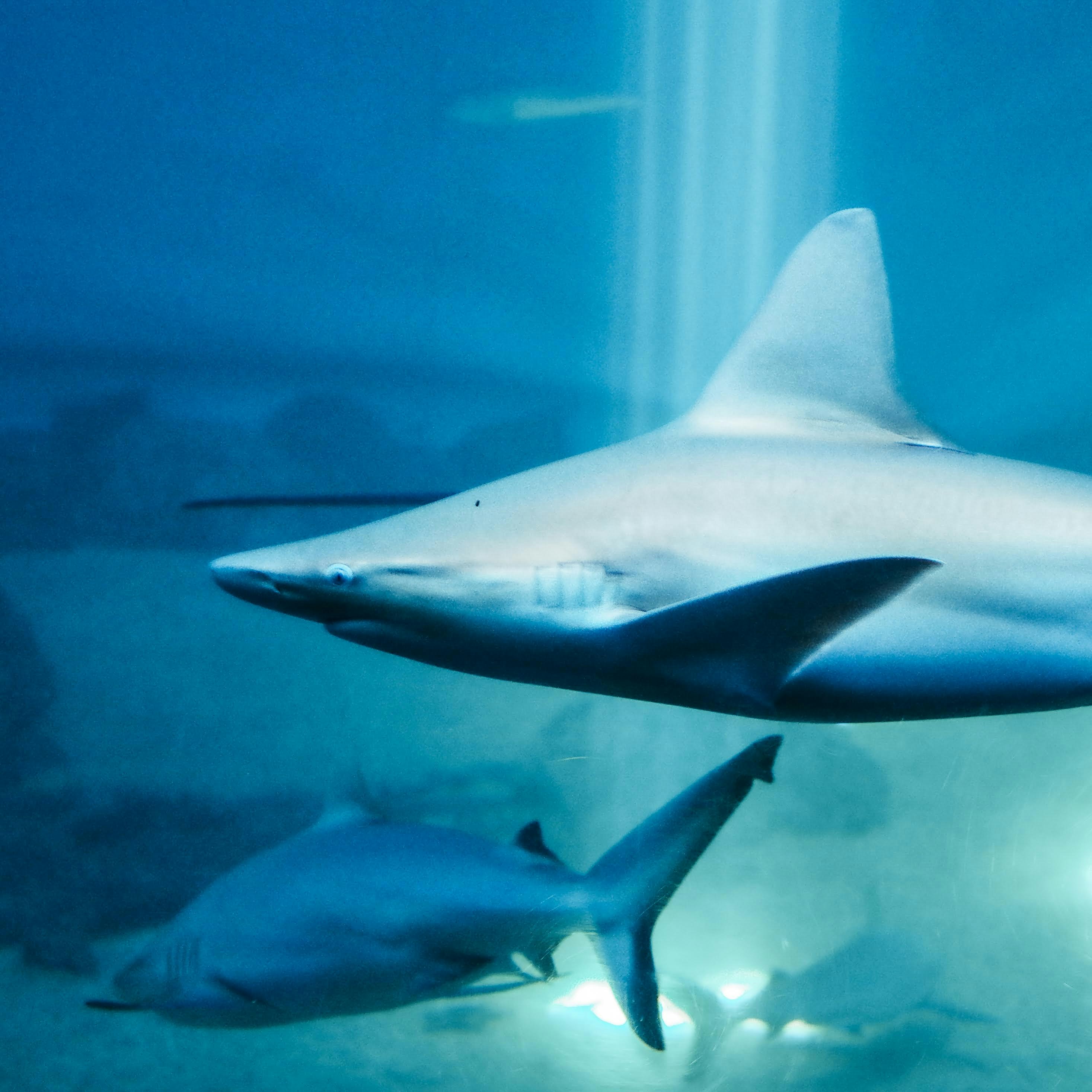 white shark in blue water